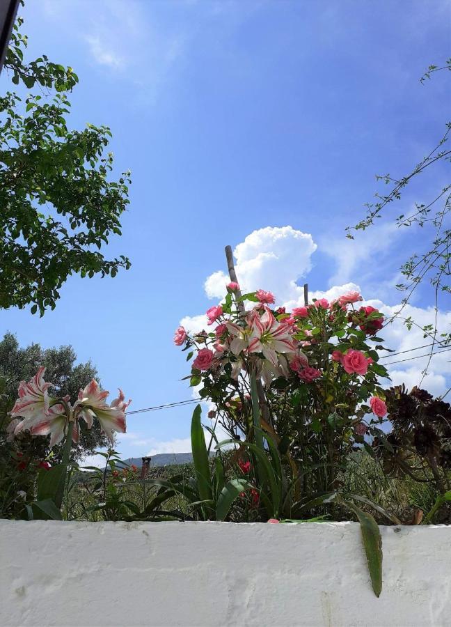 Daphnes Apartments Ratzaklíon المظهر الخارجي الصورة
